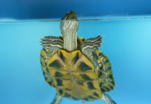 Come costruire una tartarughiera 1162 0 Come costruire una tartarughiera